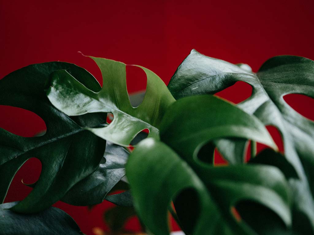 Kingsmead Conversions - news - Steel or Timber Beams – The Best Houseplants For Your New Conversion